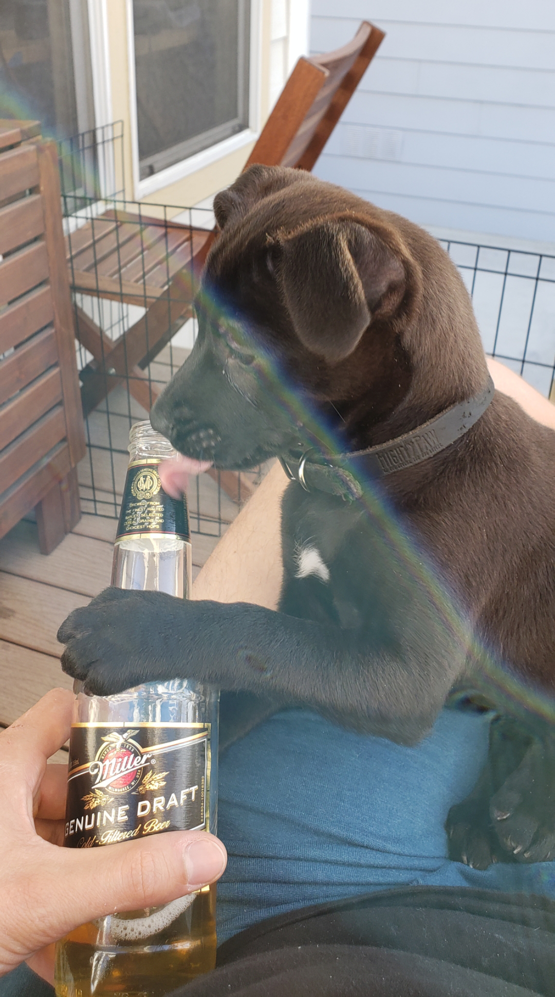 Rosie as a young puppy